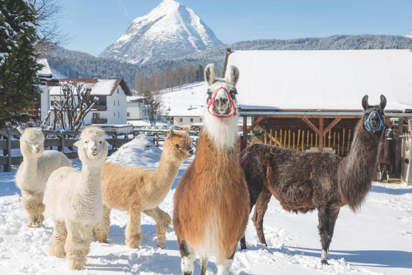 Flat Hotel Seefeld in Tirol Exterior foto